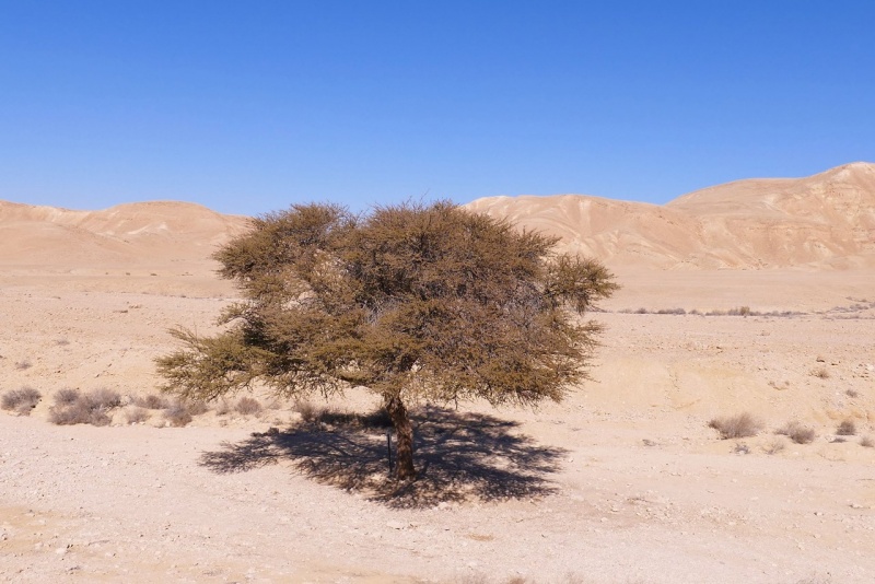 קובץ:שיטה סלילנית נחל בטמים.JPG