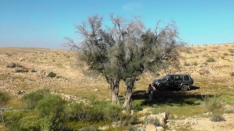 קובץ:שני עצי זית באזור שבטה.jpg