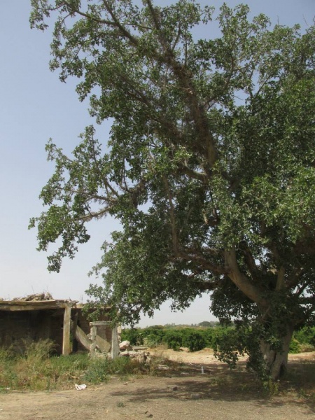 קובץ:שקמתמבנה.jpg