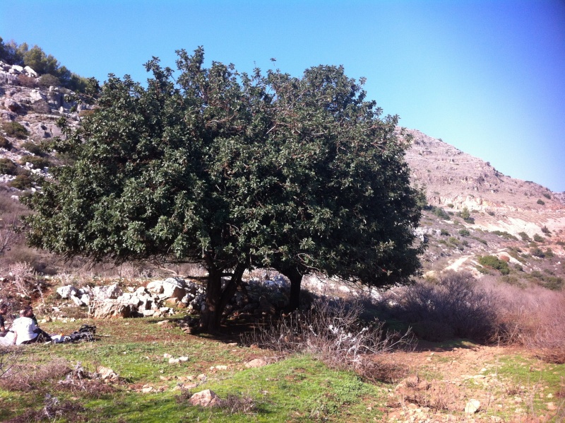 קובץ:2011.12.3-132622.31.iphone.jpg