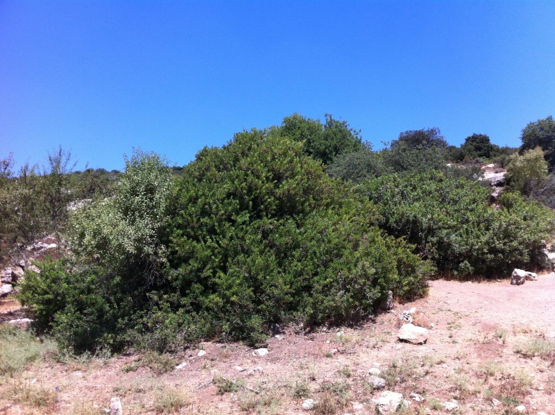 קובץ:2012.07.21-112540.576.iphone.jpg