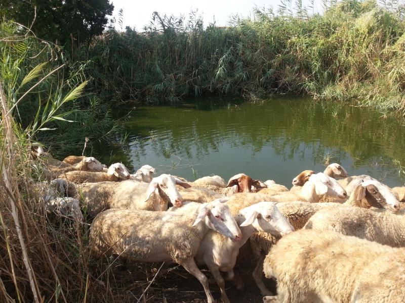 קובץ:20120909 091020.jpg