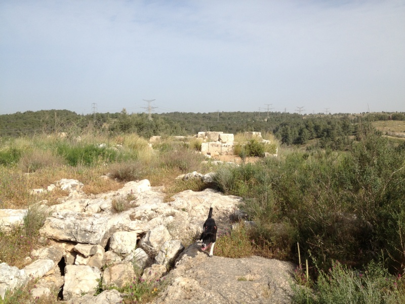 קובץ:2013.03.22-084657.145.iphone.jpg