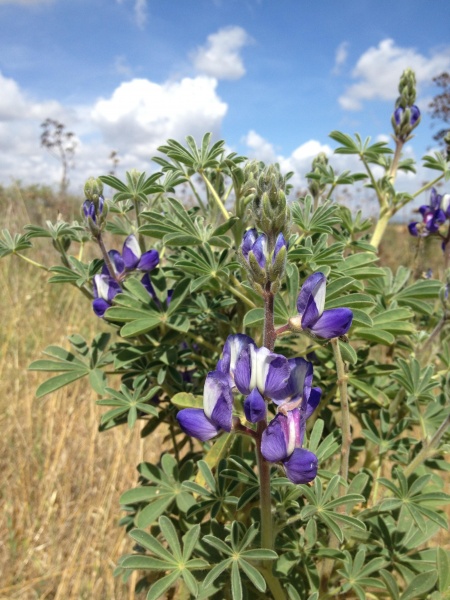 קובץ:2013.05.15-145154.913.iphone.jpg