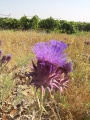 תמונה ממוזערת לגרסה מתאריך 07:32, 18 ביוני 2014