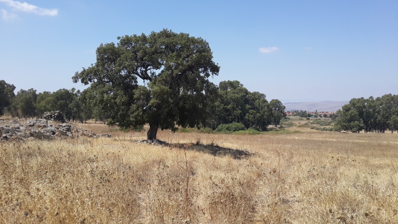 קובץ:2014.07.19-114930.519.android.jpg