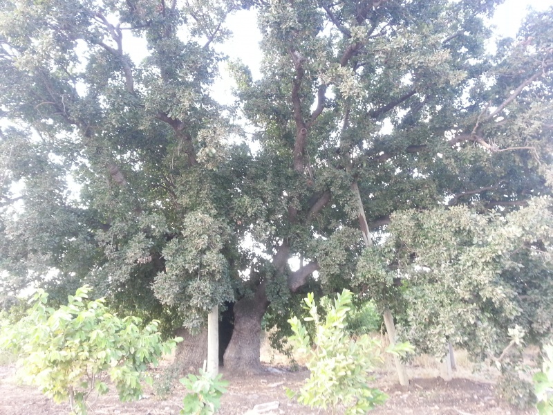 קובץ:2014.08.16-190316.489.android.jpg