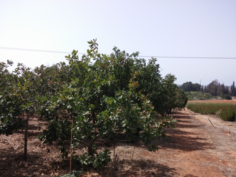 קובץ:2014.09.24-143159.564.android.jpg