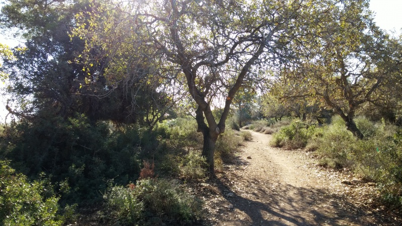 קובץ:2014.11.08-094723.830.android.jpg