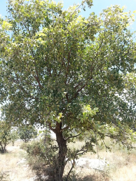 קובץ:20140607 131218.jpg