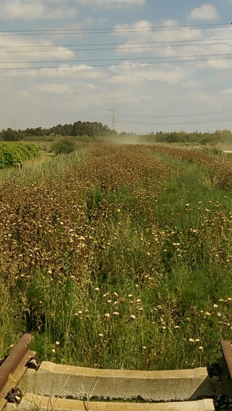 קובץ:2015-05-04 15.24.32.jpg