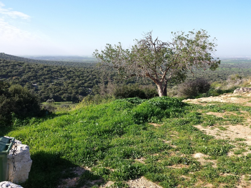 קובץ:2015.01.29-101449.698.android.jpg