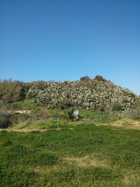 קובץ:2015.01.31-120736.027.android.jpg