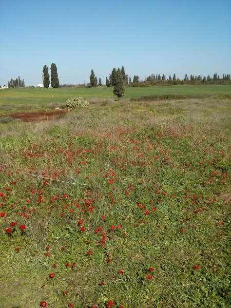 קובץ:2015.01.31-124152.696.android.jpg