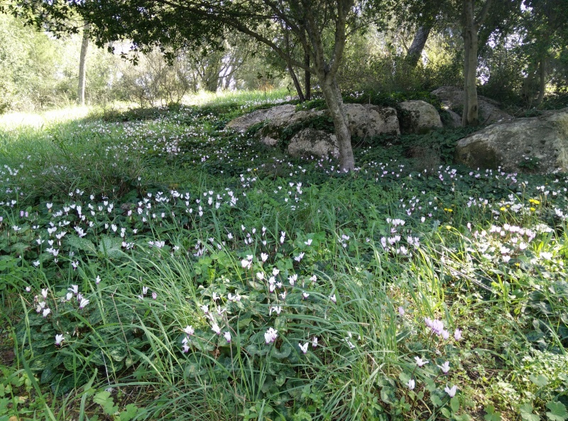 קובץ:2015.01.31-125822.276.android.jpg