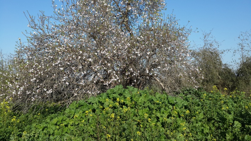 קובץ:2015.02.03-093358.596.android.jpg