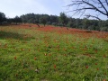 תמונה ממוזערת לגרסה מתאריך 11:23, 18 במרץ 2015