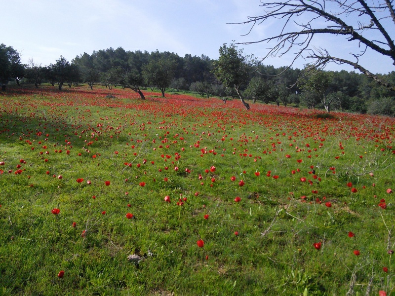 קובץ:2015.02.04-102017.512.android.jpg