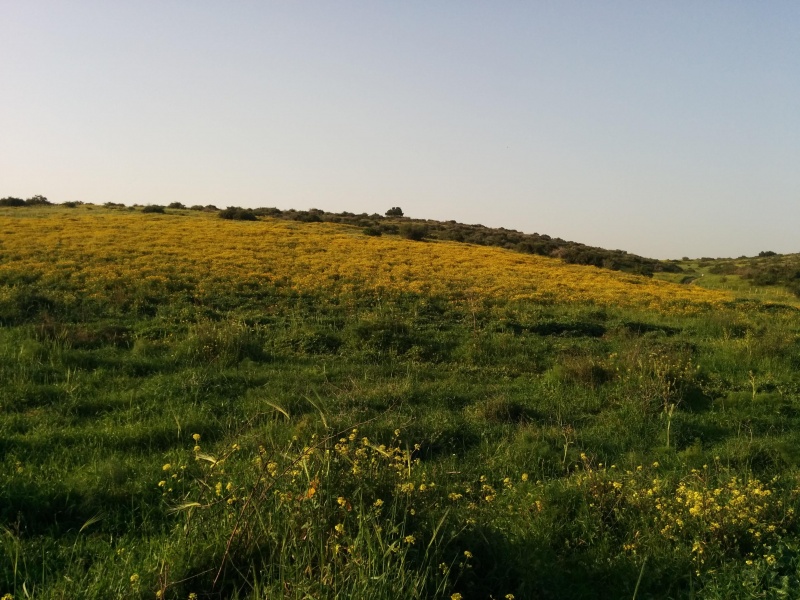 קובץ:2015.03.07-174226.916.android.jpg