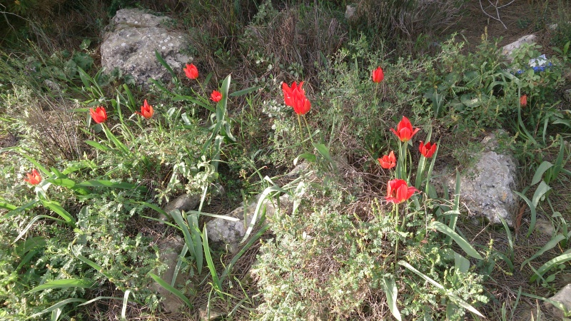 קובץ:2015.03.08-084522.298.android.jpg