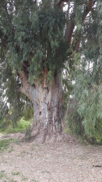 קובץ:2015.03.28-141224.645.android.jpg