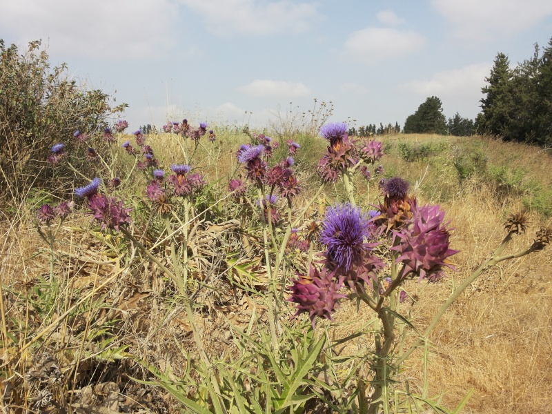 קובץ:2015.07.02-101339.096.android.jpg