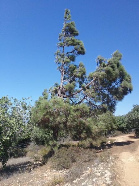 קובץ:2015.08.20-153542.571.android.jpg