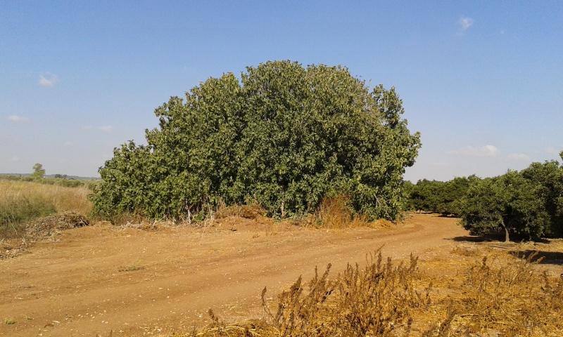 קובץ:2015.08.27-172010.643.android.jpg