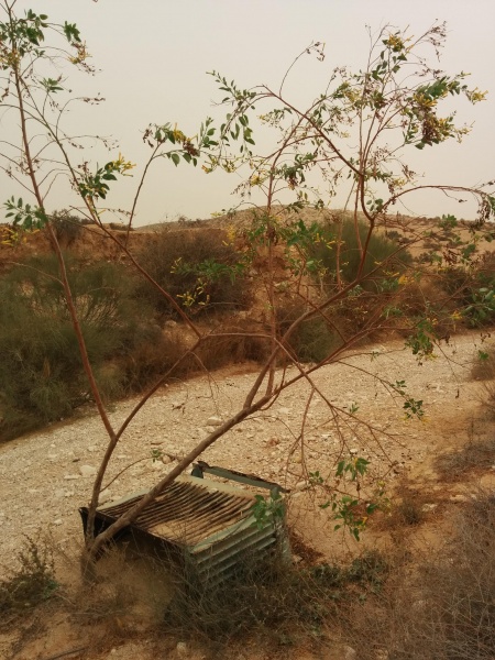 קובץ:2015.09.08-115644.318.android.jpg