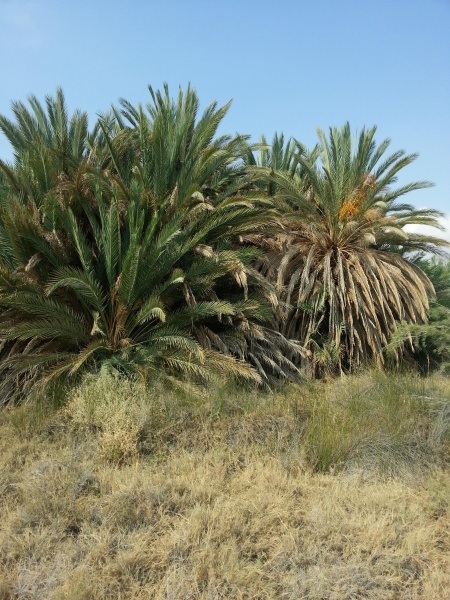 קובץ:2015.10.29-102450.963.android.jpg