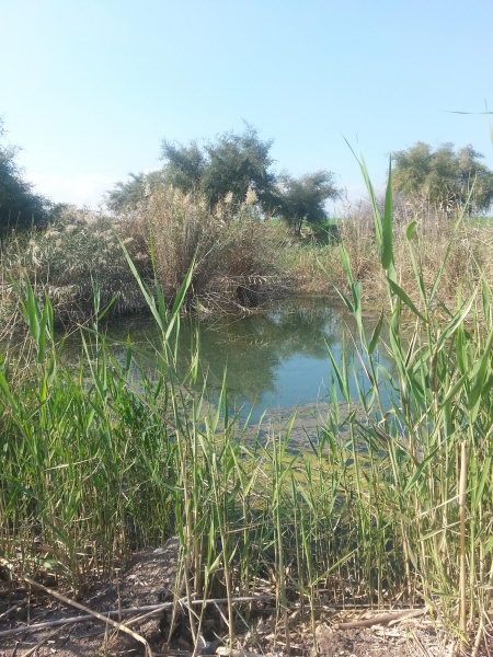 קובץ:2016.02.09-134937.276.android.jpg