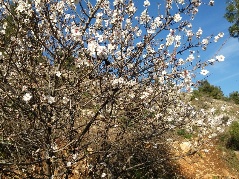 קובץ:2016.02.12-163203.225.android.jpg