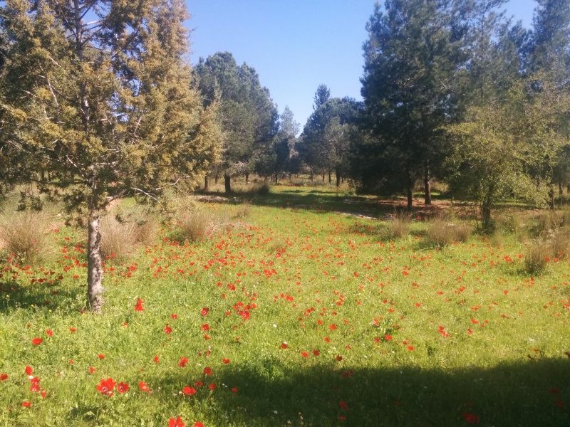 קובץ:2016.02.16-122114.278.android.jpg