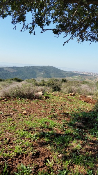 קובץ:2016.02.19-113206.045.android.jpg