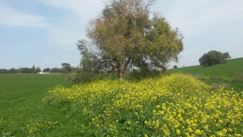 קובץ:2016.03.19-146019.372.android.jpg