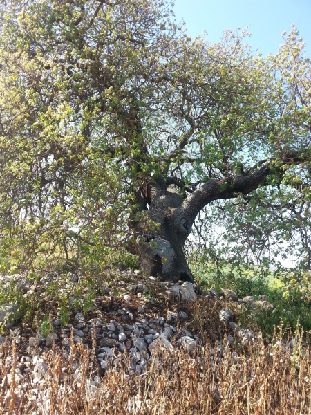 קובץ:2016.04.01-105209.879.android.jpg