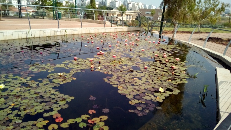 קובץ:2016.04.06-113817.761.android.jpg