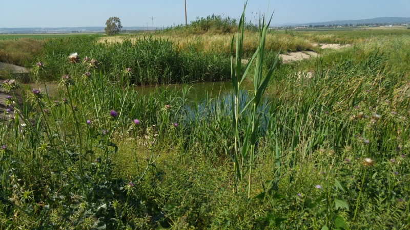 קובץ:2016.04.16-165911.763.android.jpg