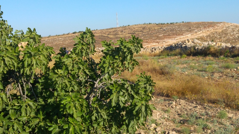 קובץ:2016.06.17-076002.870.android.jpg