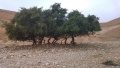 תמונה ממוזערת לגרסה מתאריך 15:00, 19 בנובמבר 2016