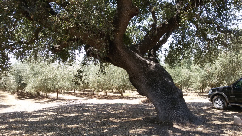 קובץ:20160803 121640.jpg