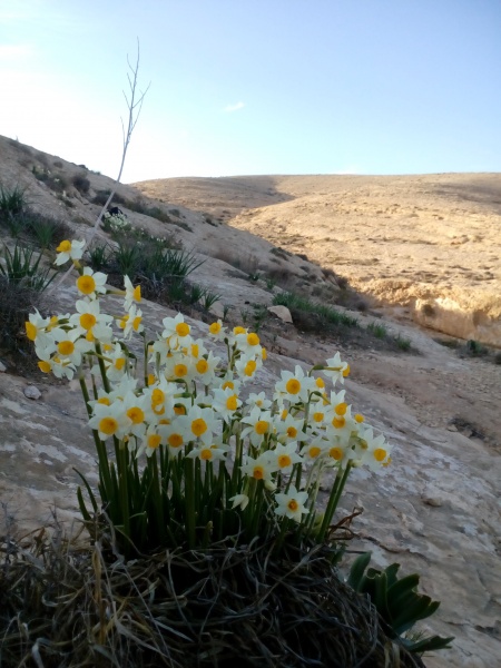 קובץ:2017.01.13-165752.497.android.jpg