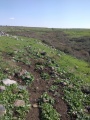 תמונה ממוזערת לגרסה מתאריך 09:44, 17 בפברואר 2017