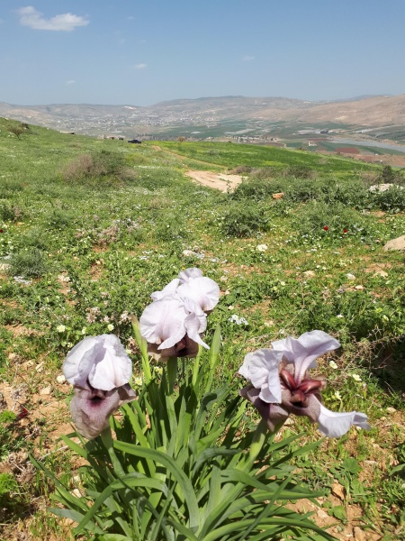 קובץ:2017.03.31-125651.306.android.jpg