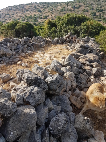 קובץ:2017.06.09-083516.042.android.jpg