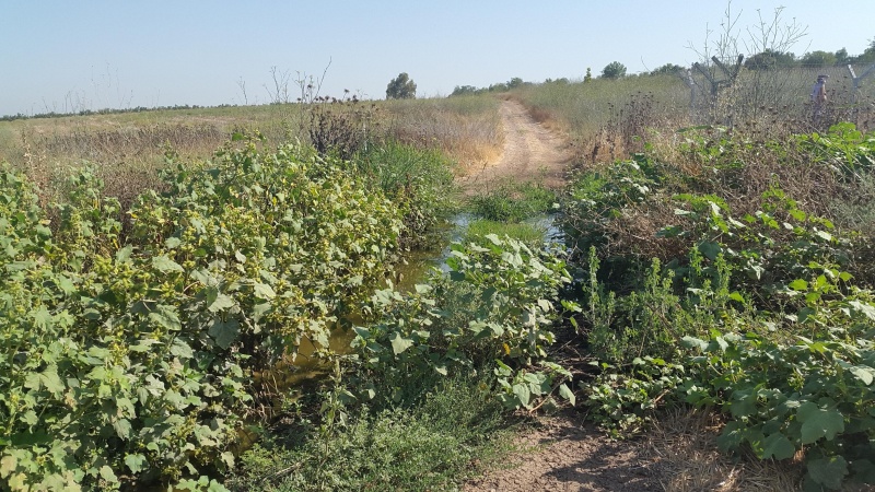 קובץ:2017.07.10-101125.011.android.jpg