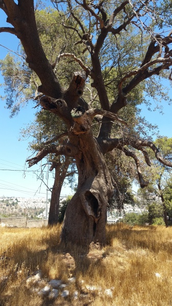 קובץ:2017.08.04-125246.473.android.jpg