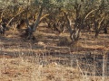 תמונה ממוזערת לגרסה מתאריך 18:06, 5 בדצמבר 2017