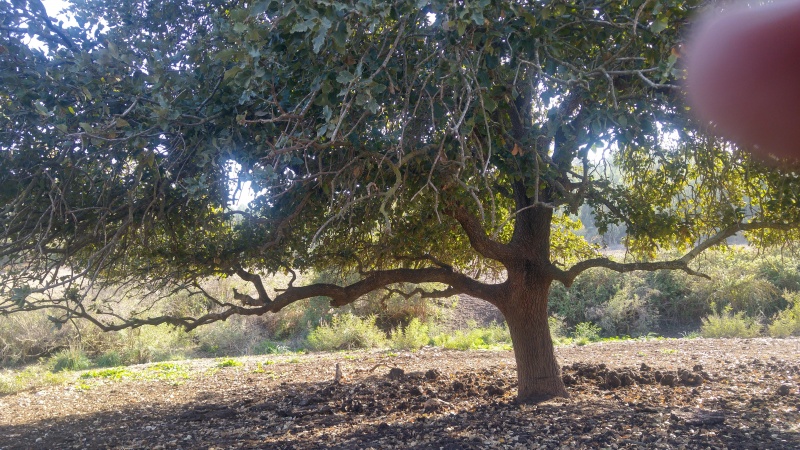 קובץ:2017.11.17-150333.475.android.jpg