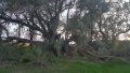 תמונה ממוזערת לגרסה מתאריך 07:18, 21 בינואר 2018